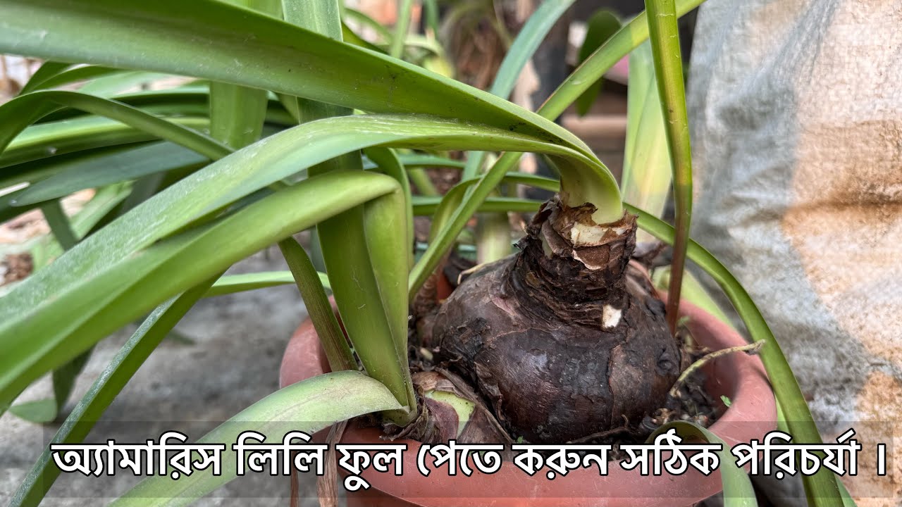 অ্যামারিস লিলি প্রচুর ফুল পেতে সঠিক সময় সঠিক পরিচর্যা । Amaryllis lily care | Gardening tips 