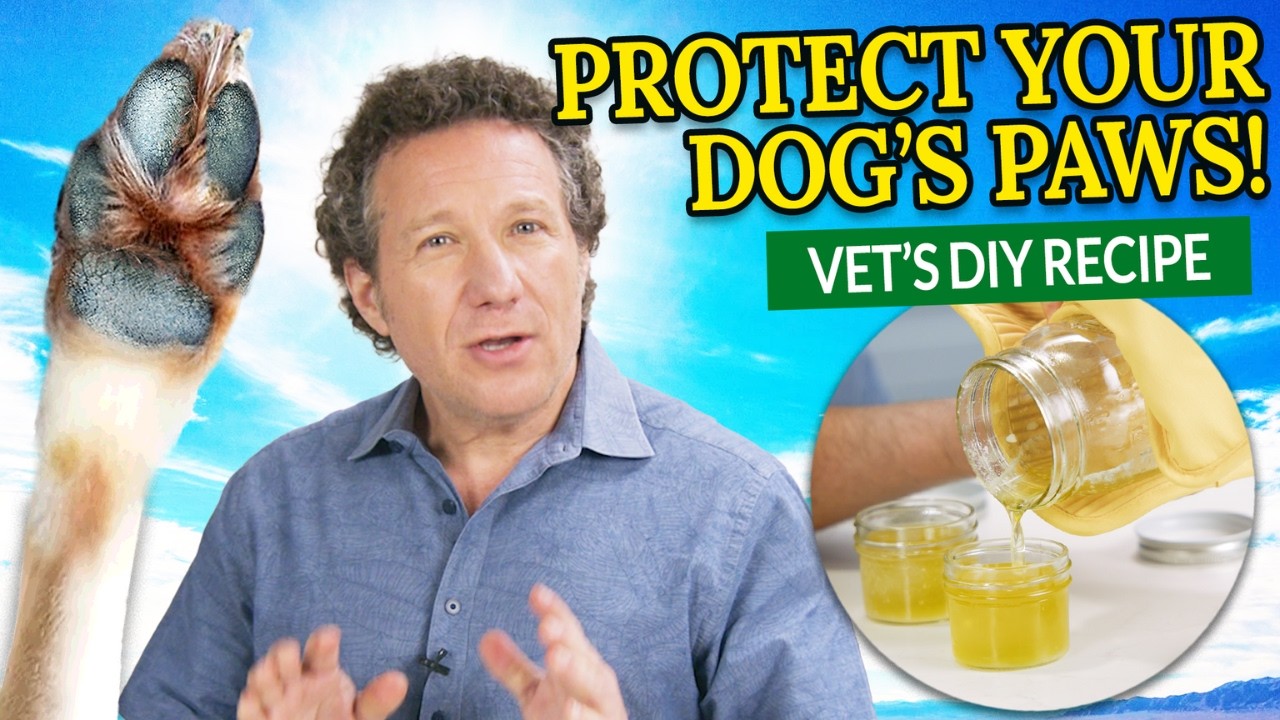 Cracked Dog Paw Pads? Veterinarian's Guide to Paw Balms + DIY Recipe!