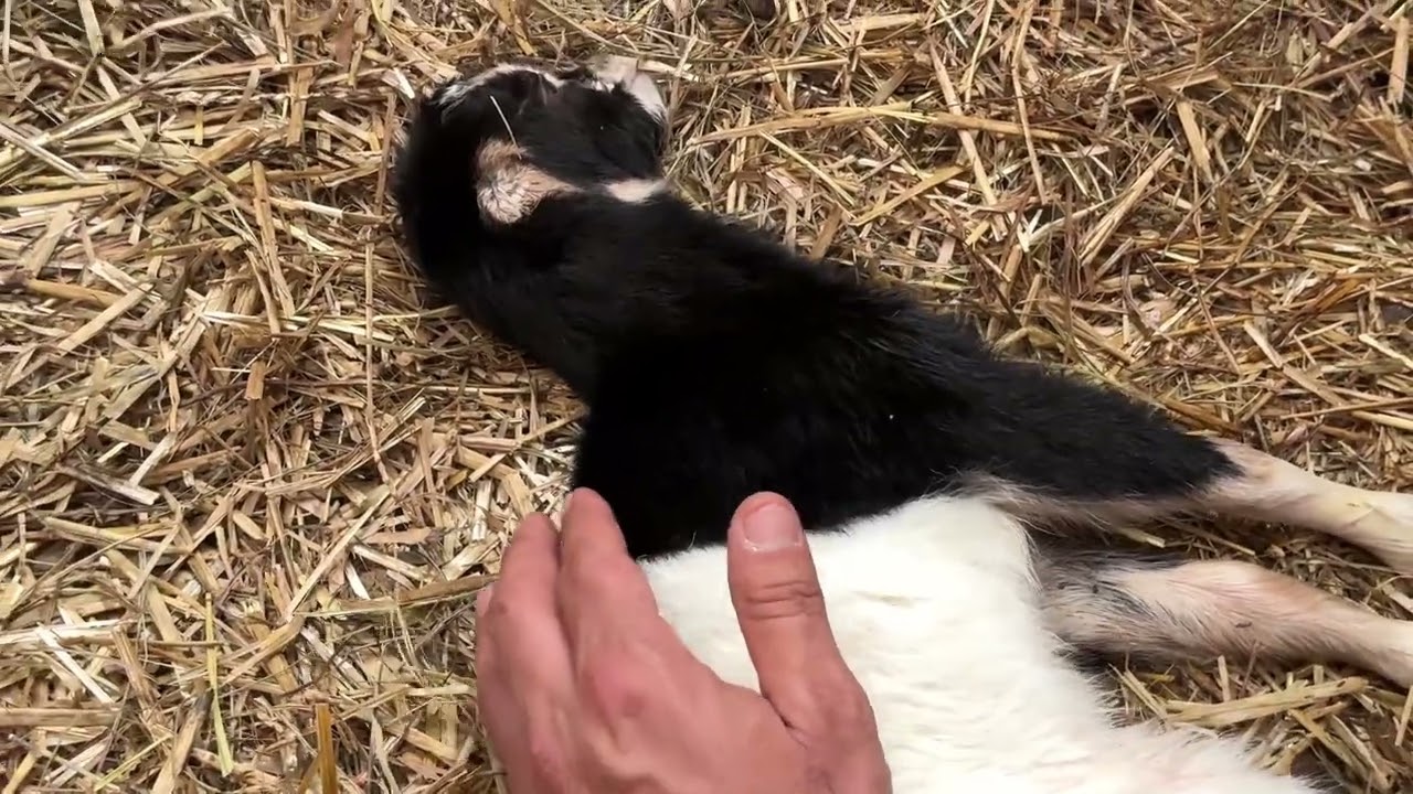 Kidding season has begun!