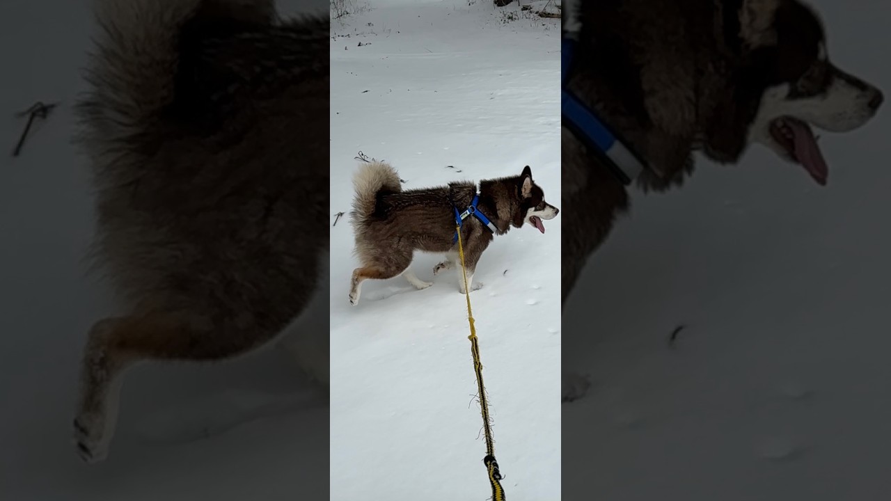 Giant Alaskan Malamute Snowstorm Skiing 🎿 ❄️#live #dog #nature #fun