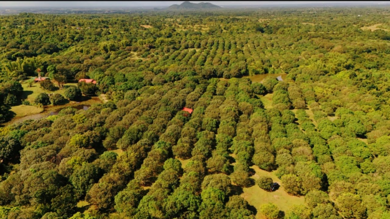V#147  59 HECTARES MANGO FARM/WITH 7 FISHPOND,CUYAPO NUEVA ECIJA @mr.excitementmixvlog