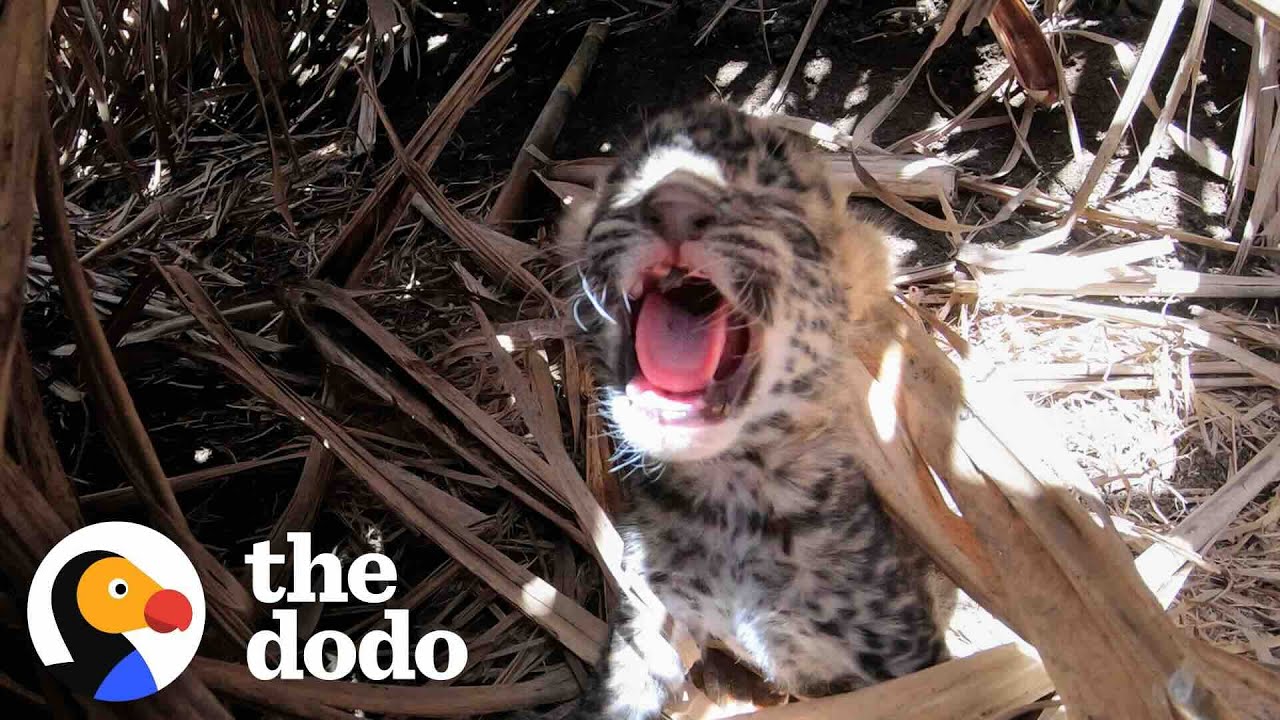 This Baby Leopard Was Found Crying For His Mom | The Dodo