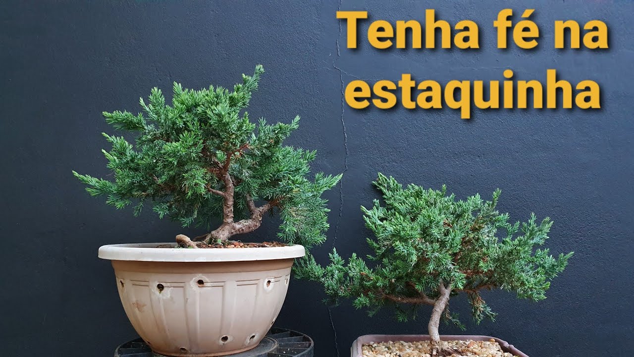 Como Fazer Estaquia de Juniperus Horizontalis