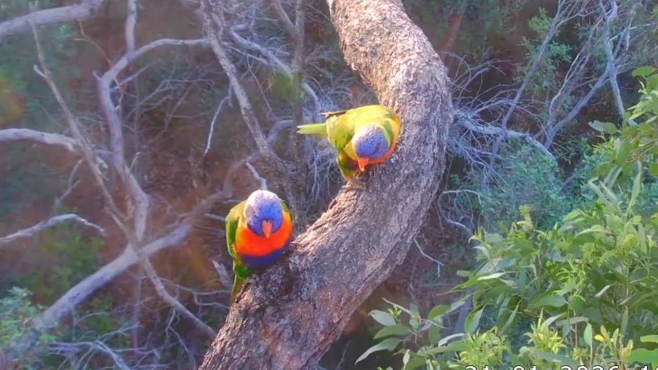 Parrots group evening visit to Eagle nest | Sea-EagleCAM | Jan 31, 2026