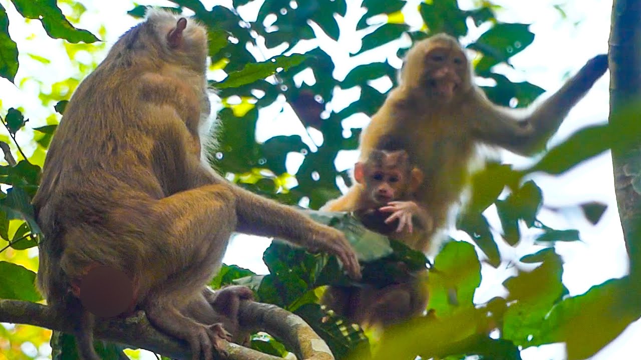 The greatest action monkey Libby gets baby Lily back from monkey Rainbow
