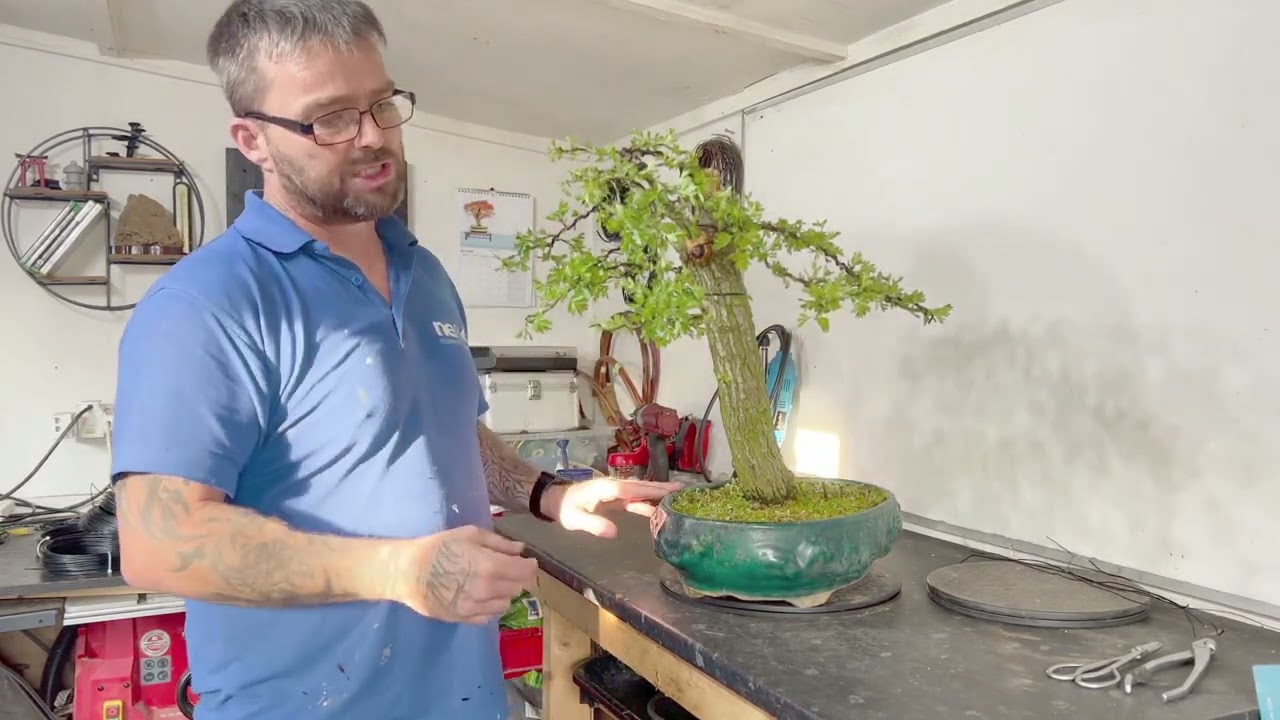 You Won't Believe How This Hawthorn Bonsai Transforms After Its First Carving And Styling