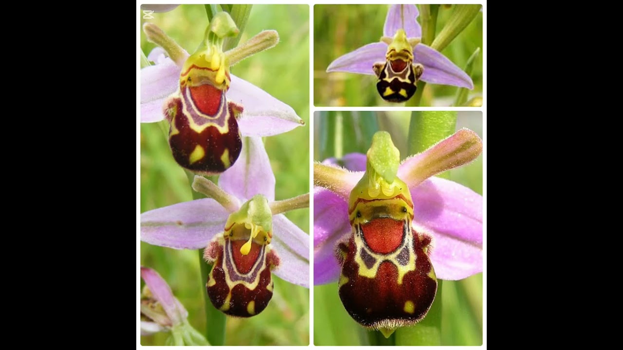 ORCHID — The Hidden Secrets of the Queen in Your Home #flowers #snake #plants