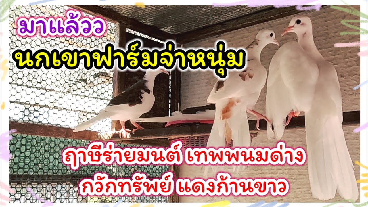 ฟาร์มนกเขาสวยๆ ฤาษีร่ายมนต์ เทพพนม กวักทรัพย์ แดงก้านขาว ฟาร์มบ้านนกสวย ราชบุรี (จ่าหนุ่ม)