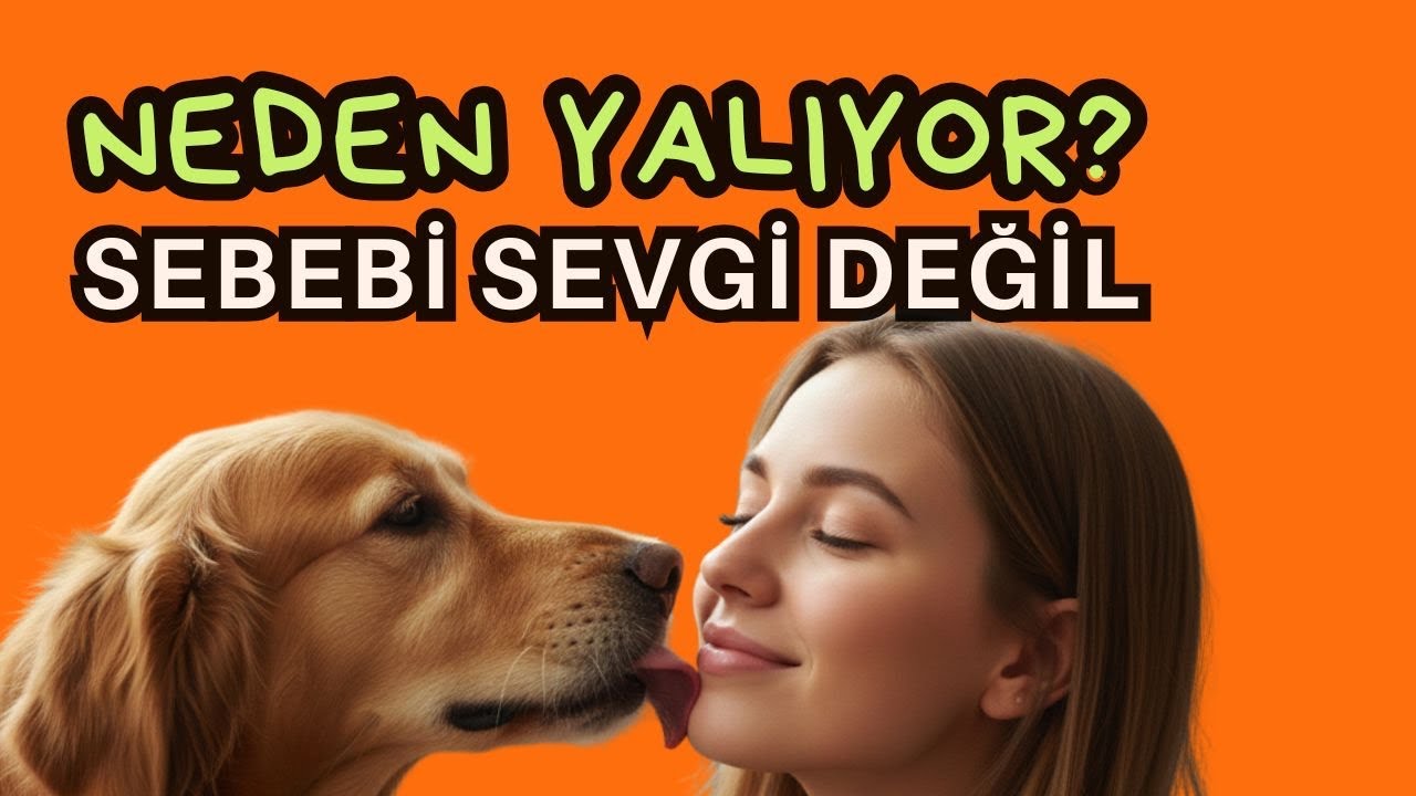 K&ouml;pek Neden Yalar? | Kafanı, Y&uuml;z&uuml;n&uuml;, Elini Yalıyorsa Anlamı Nedir? K&ouml;pek Beden Dili #k&ouml;pekadam 
