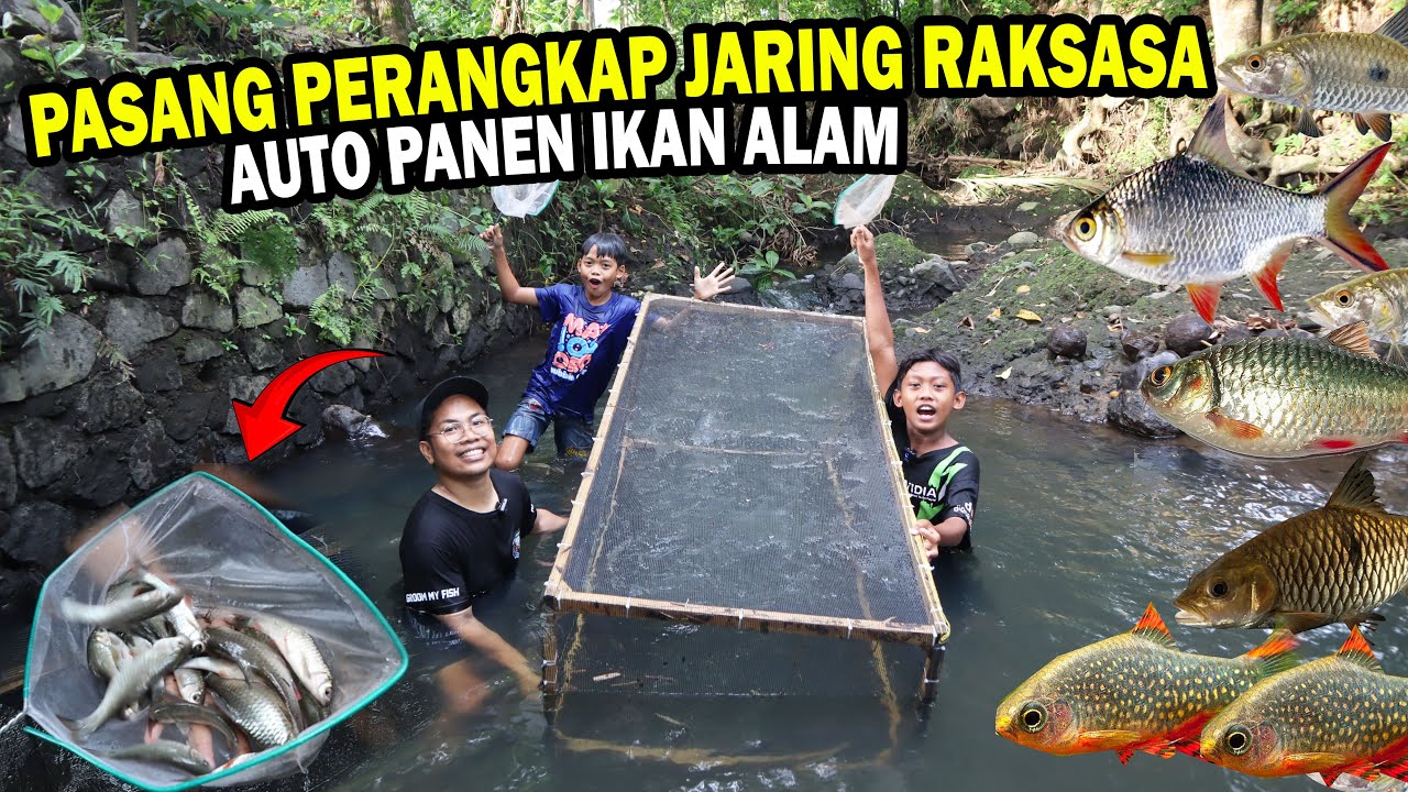 DAPAT BANYAK? BOCIL PASANG PERANGKAP IKAN ALAM PAKAI JARING RAKSASA
