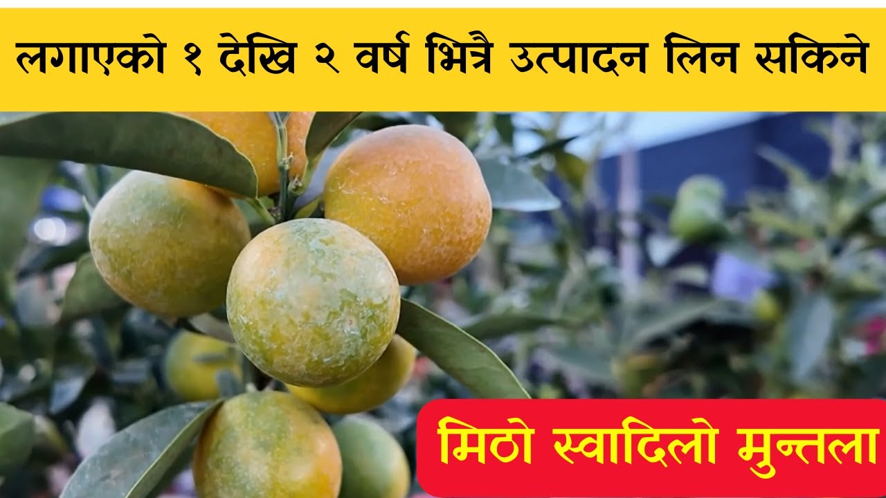 मिठो स्वादिलो मुन्तला | लगाएको १ देखि २ वर्ष भित्रै उत्पादन लिन सकिने | Muntala | Kumquat Fruit