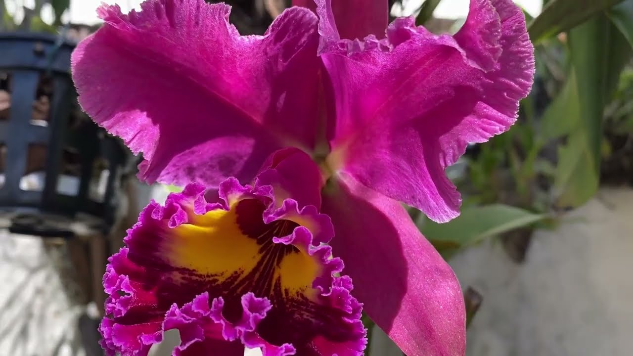 Quase perdi | tive que fazer isso | flores