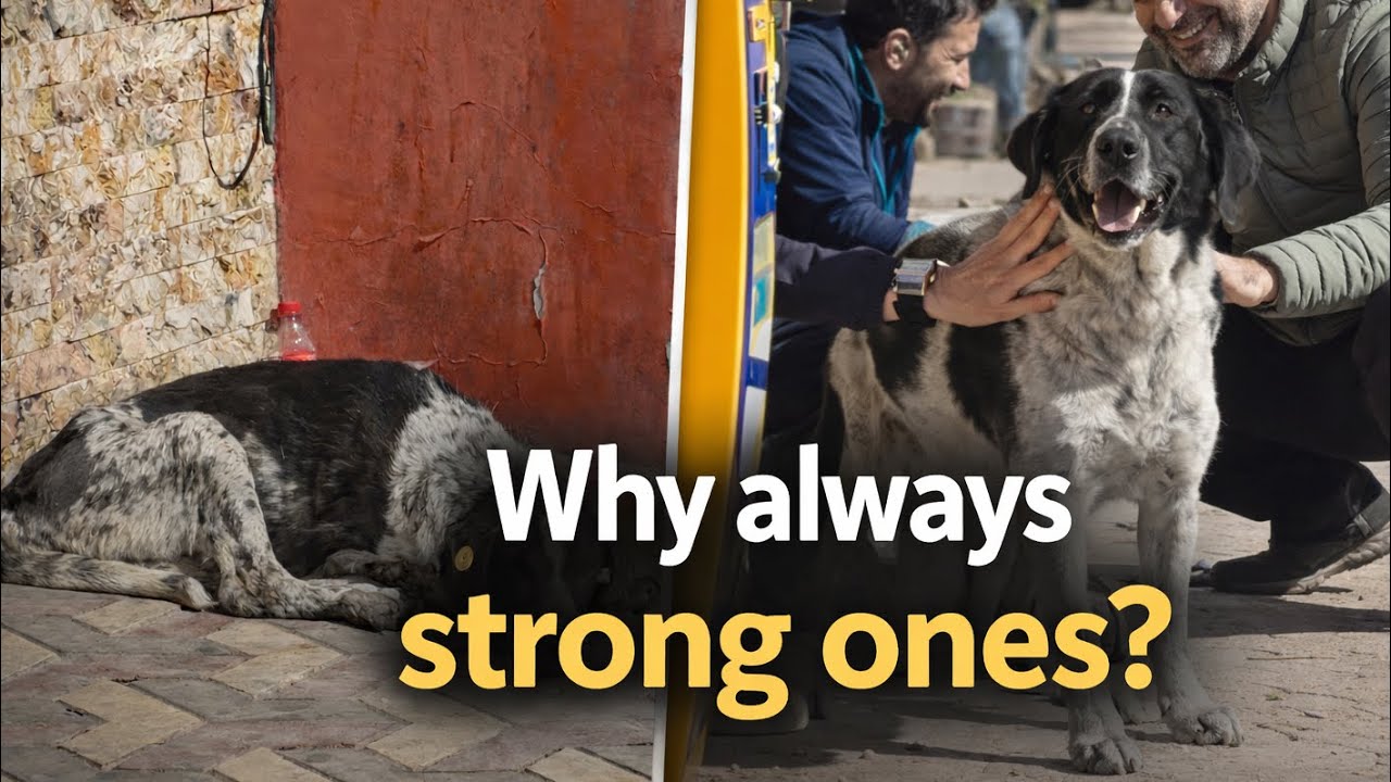 Dwa psy uliczne, ale tylko jeden zwr&oacute;cił na siebie uwagę🐶💔
