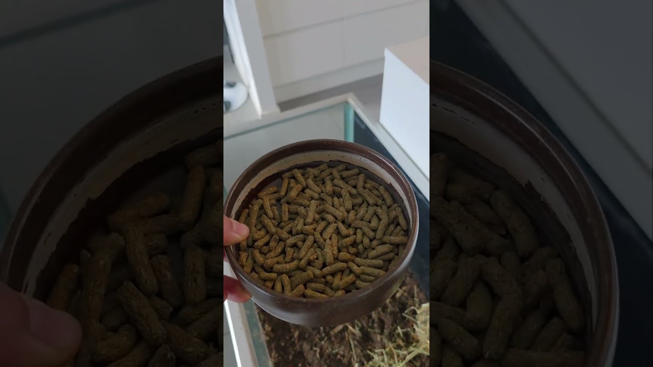 Bioaktivt terrarie/bur til Marsvin 🐹♻️