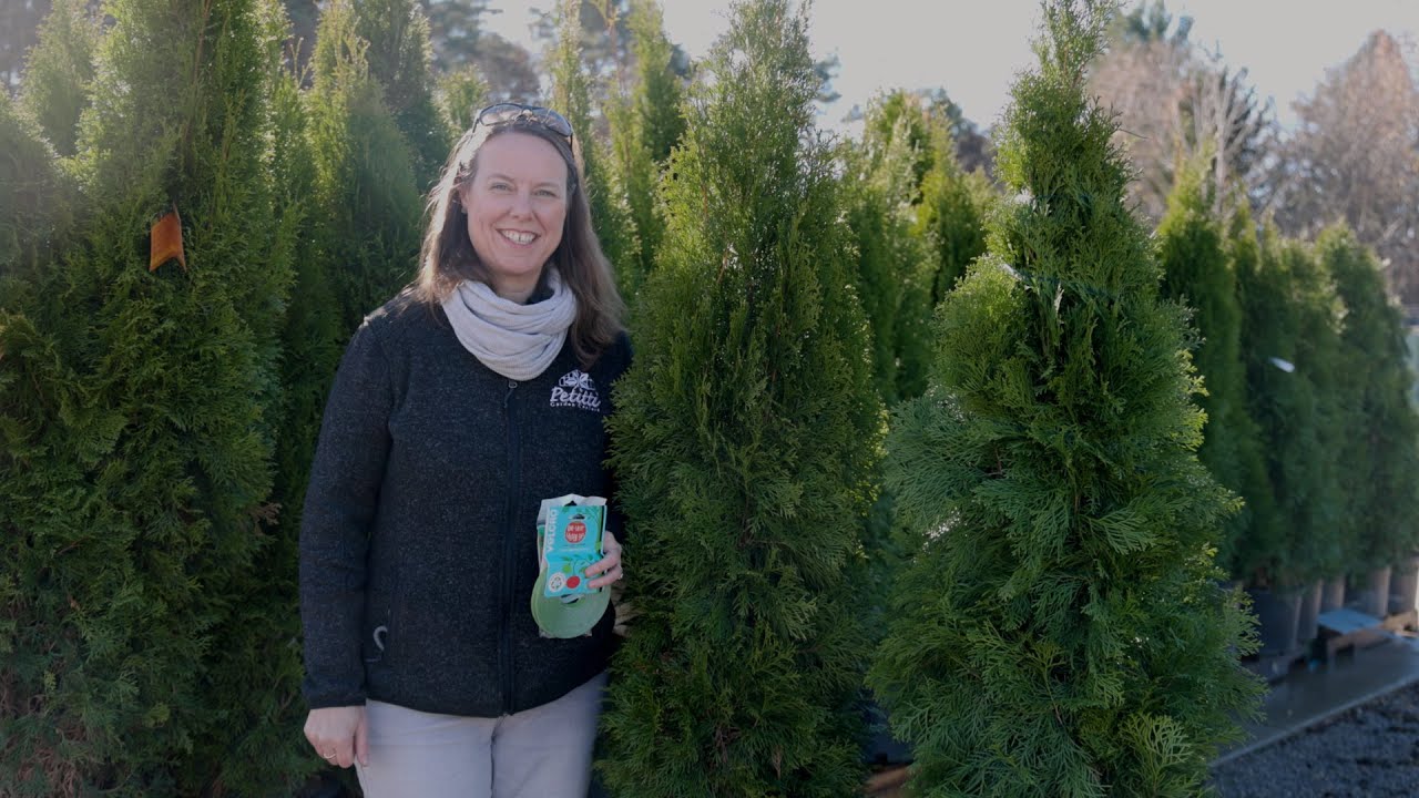 PETITTI | How to Tie Up Arborvitaes for Winter Protection