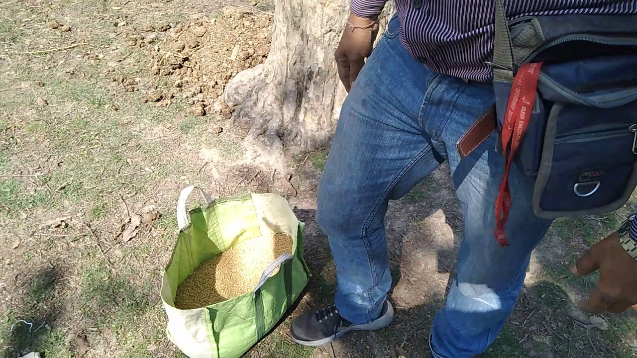 Bhawreshwara Vaanar Bhoj (Anjali va Dheeraj)