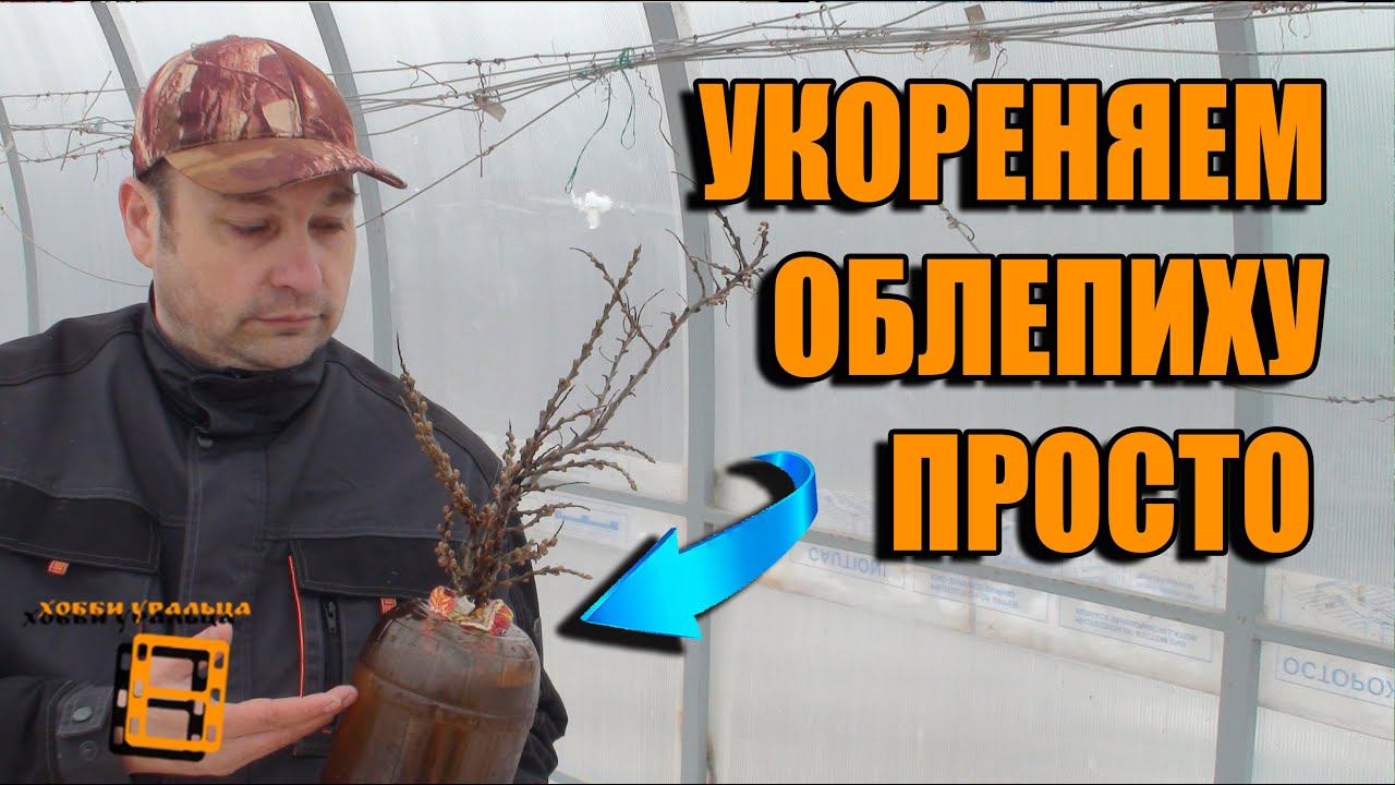 РАЗМНОЖЕНИЕ ОБЛЕПИХИ ЧАСТЬ 1. СПОСОБ ОПЫЛЕНИЯ БЕЗ МУЖСКОЙ ОБЛЕПИХИ. САД (ОГОРОД) И ТЕПЛИЦА