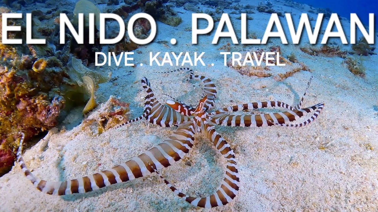 El Nido Diving - Palawan 2024 | Philiphines | Wunderpus | Mimic Octopus | Gopro (4K60P)