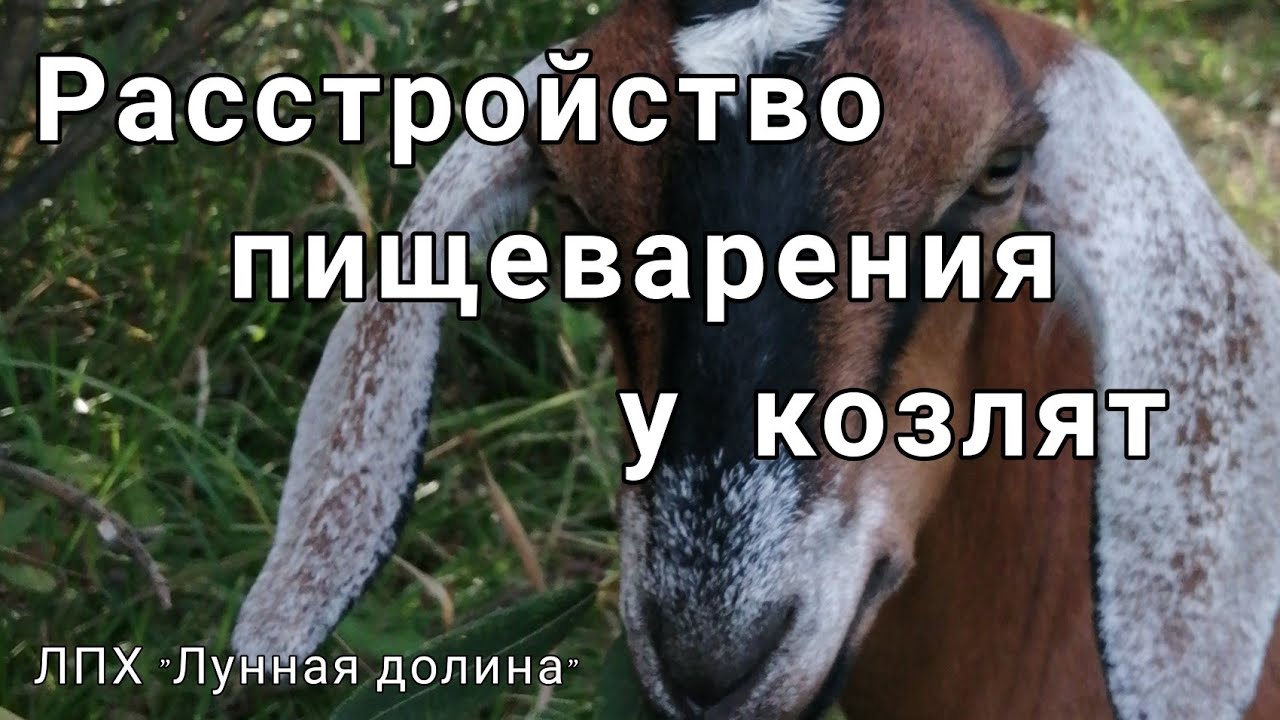 Расстройство пищеварения у козлят. Понос у козлят.