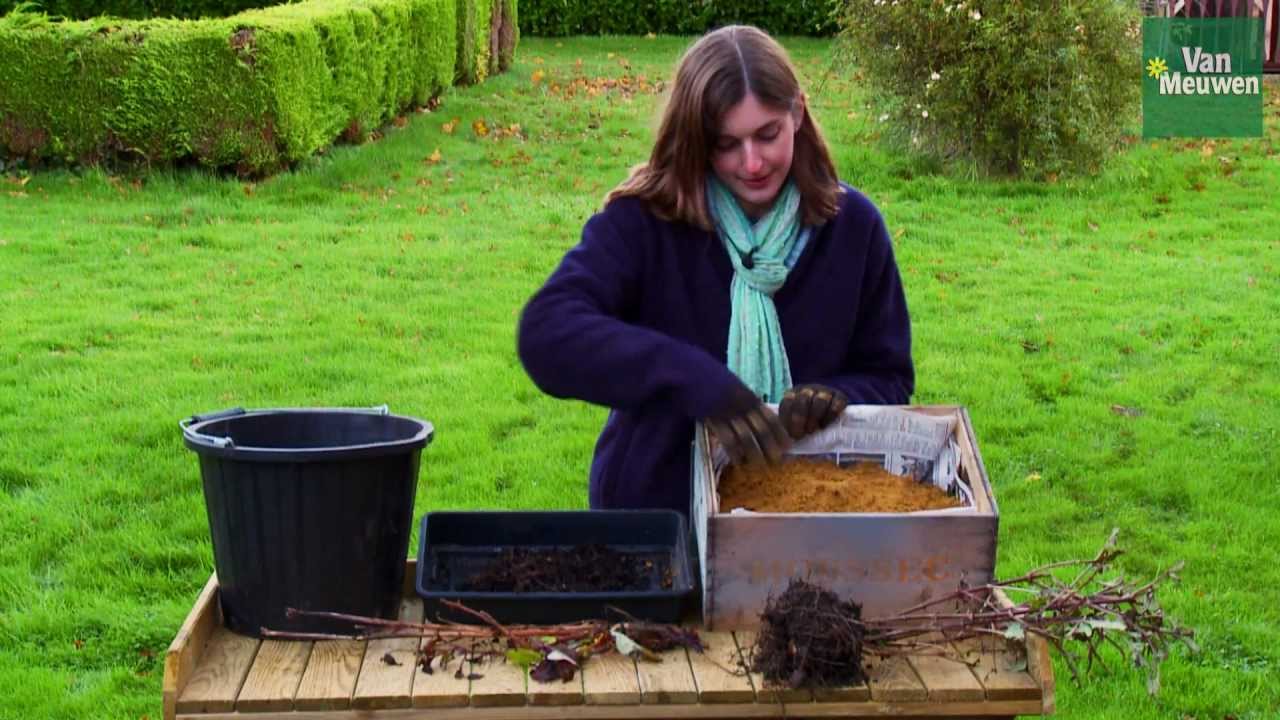 How to grow dahlias with Van Meuwen