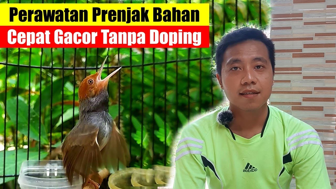 Cara Merawat Burung Prenjak Bahan Agar Cepat Gacor || Perawatan Prenjak Bahan Agar Cepat Gacor
