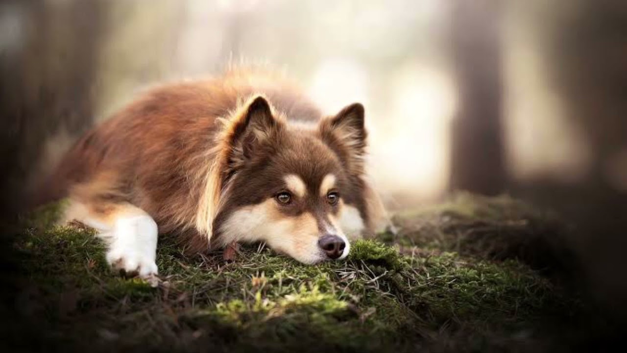 Mackenzie River Husky Dog | Facts, History & Characteristics