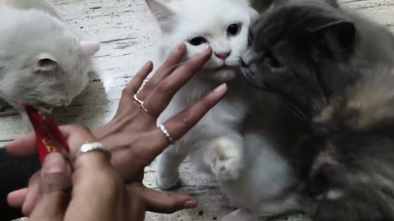 Cat feeding and fun| Two in one #catfunny #catvideos #viralvideo #ytvideos #pets #catslife #funny 