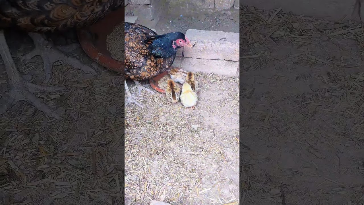 white heavy buff ka chicks a gya 