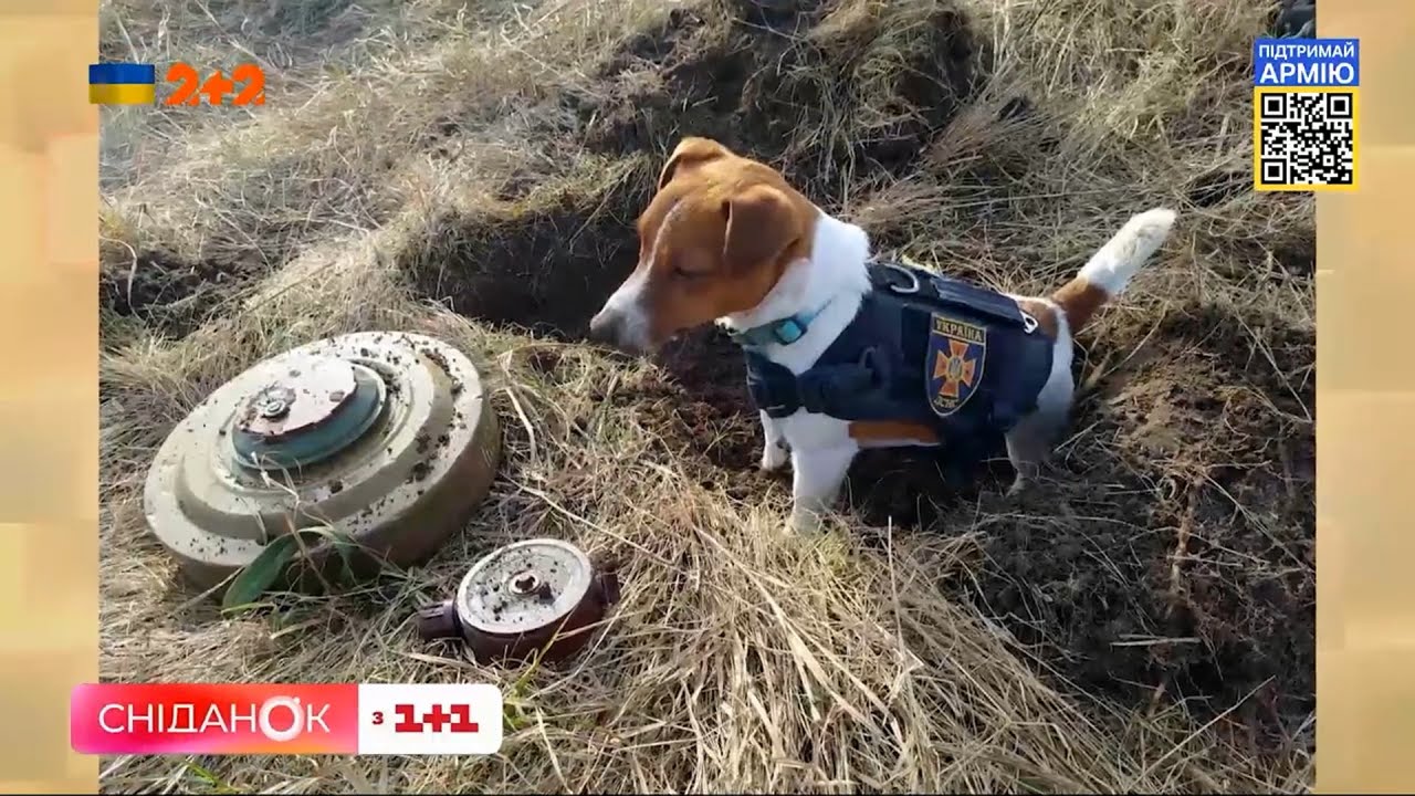 ⚡🐱🐶 Пес Патрон и кошка Шкаф: новые сенсационные подробности их жизни