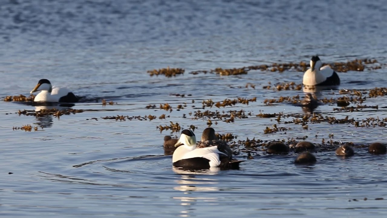 Common Eider