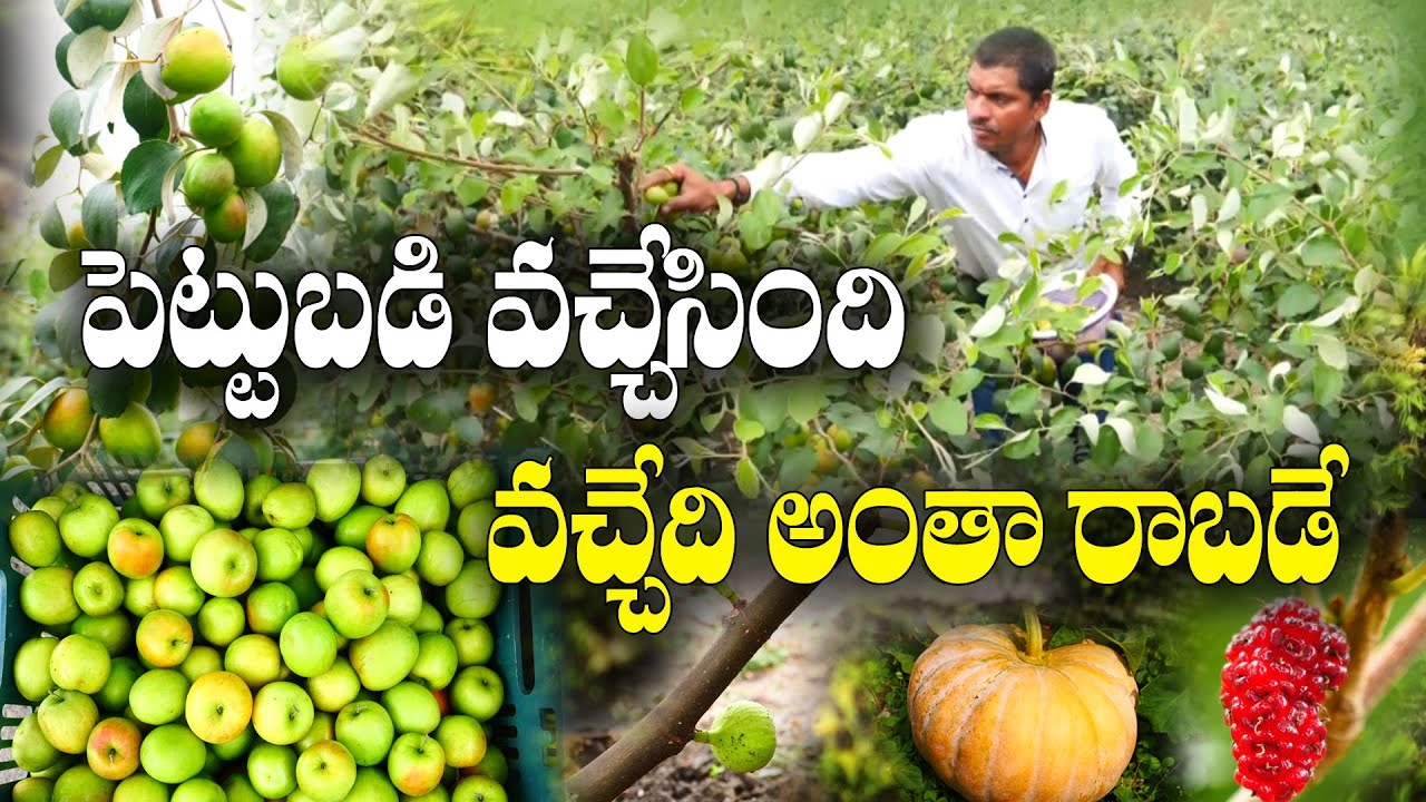 పండ్ల తోటలో బహుళ పంటలు | కశ్మీర్ ఆపిల్ బేర్, జామ, మునగ, కూరగాయలు | Multicrop Farming | Surendra