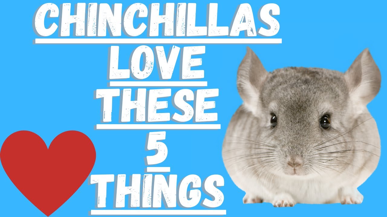 5 Things Chinchillas Love (And You Should Do Them)