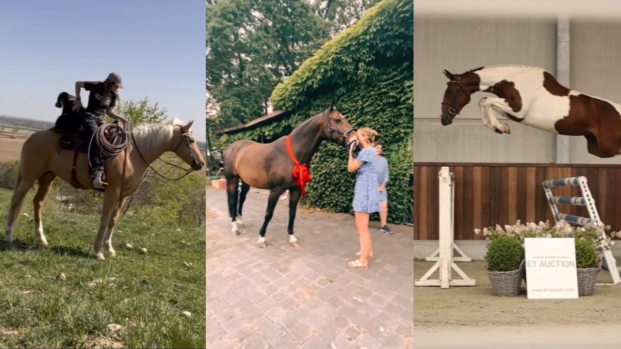 Horse Videos That Went Viral! #20
