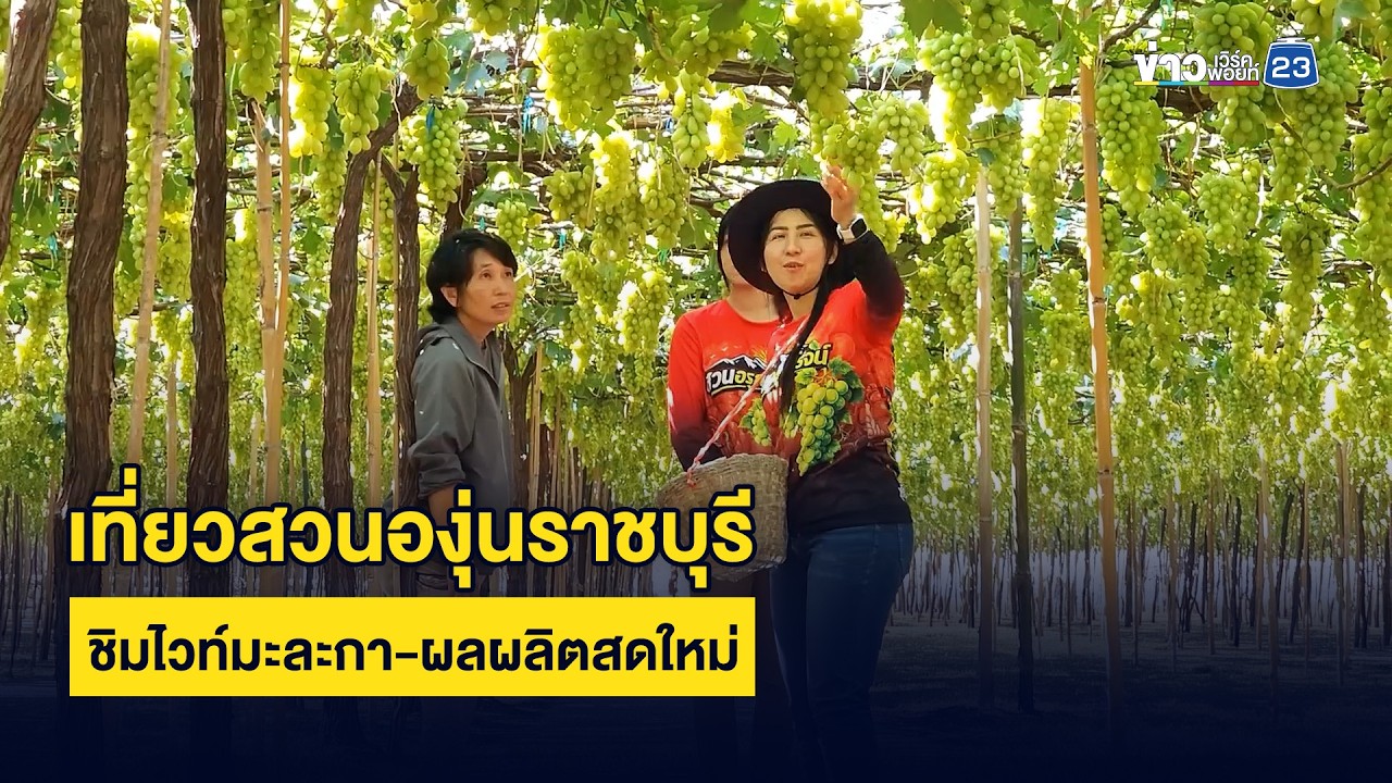 เที่ยวสวนองุ่นราชบุรี ชิมไวท์มะละกา-ผลผลิตสดใหม่