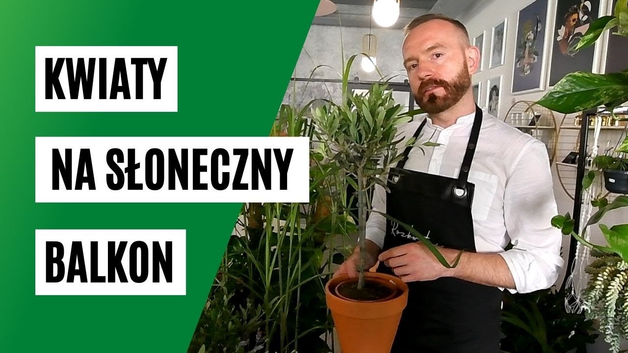 Rośliny na słoneczny balkon. Rośliny na balkon zachodni i południowy