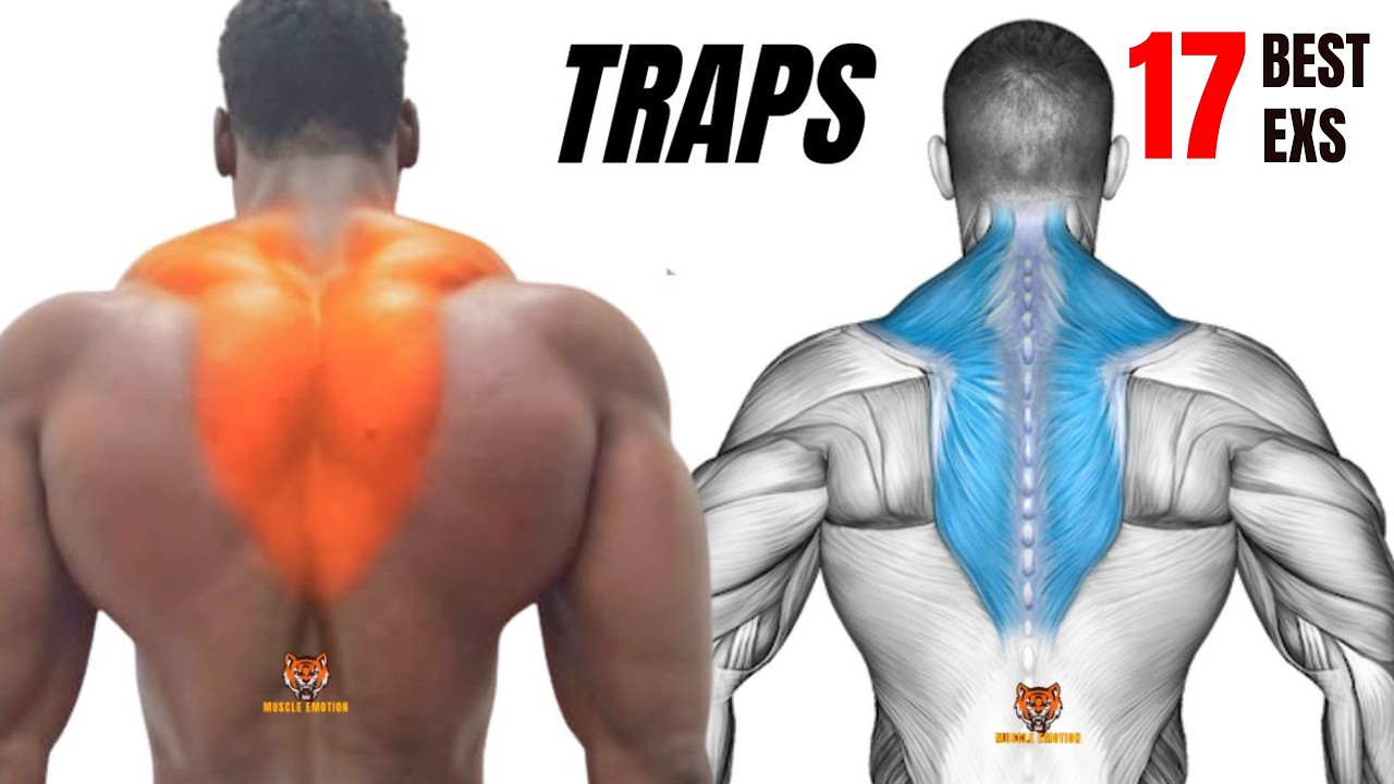 17 BEST TRAPS WORKOUT AT GYM
