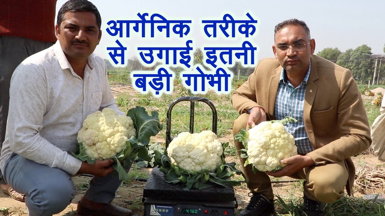 बिना पेस्टिसाईड उगाया 7 किलो का गोभी फूल, Natural vegetables, No chemical pesticides, only organic