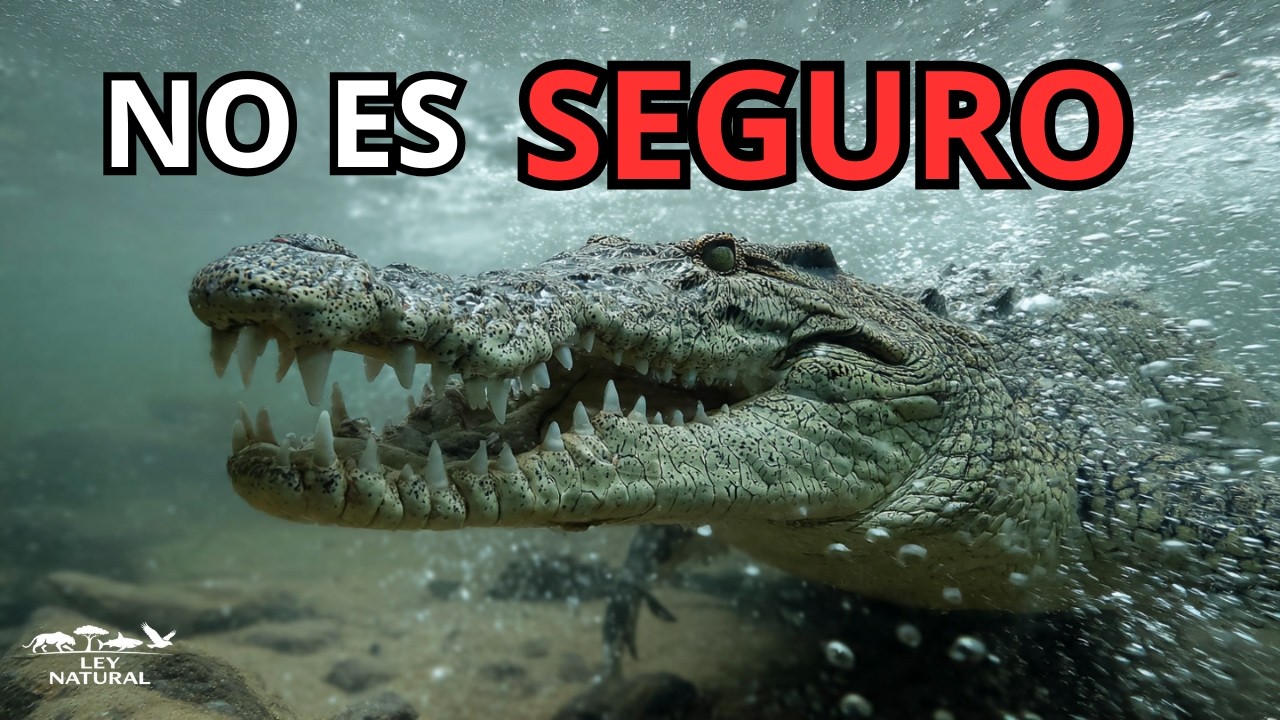 COCODRILO DE AGUA SALADA: La línea que no perdona
