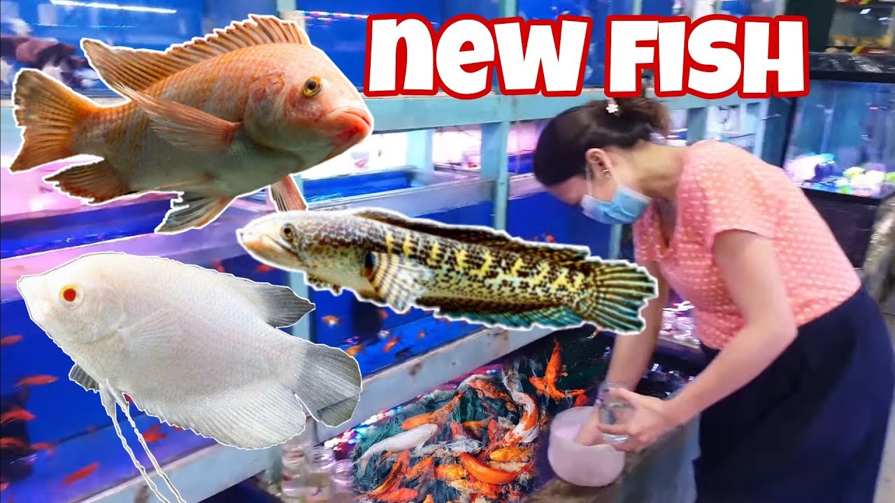 Fish Haul at Cartimar worth Php2,000