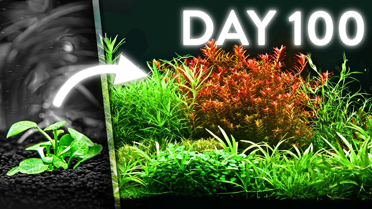 +100 Day Aquarium timelapse
