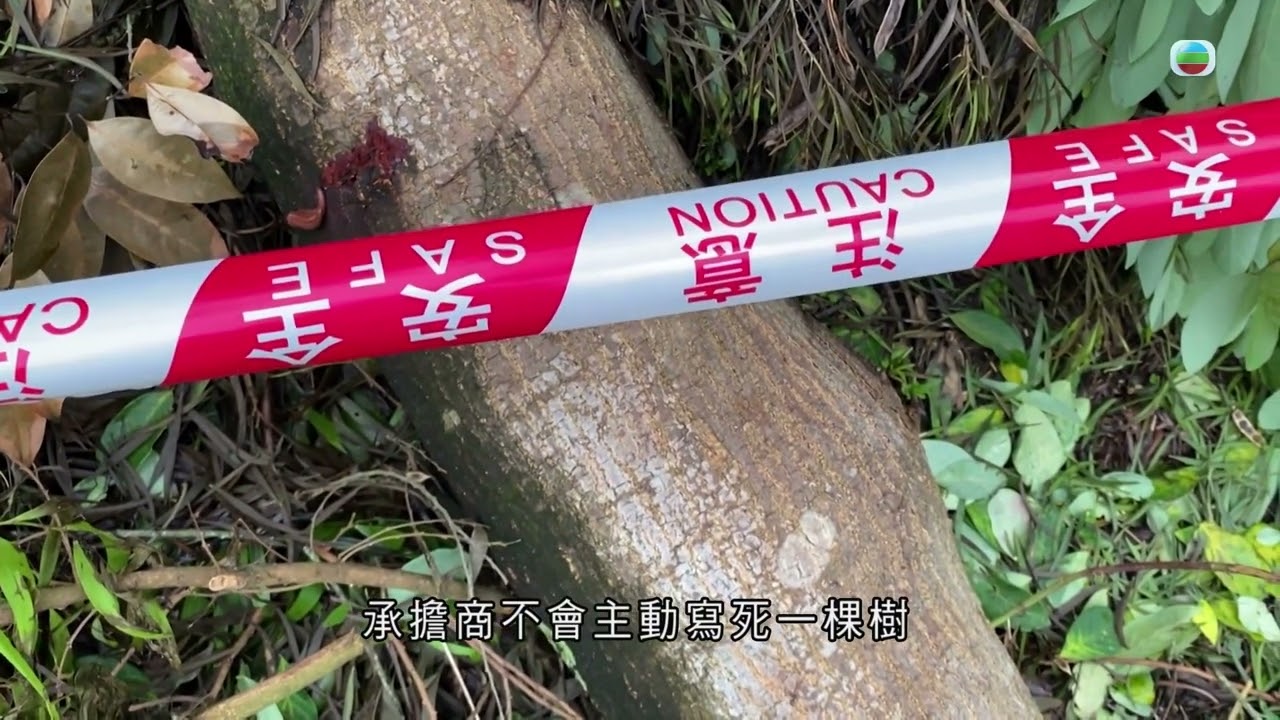 TVB時事多面睇｜斬樹不當？｜2024年8月2日｜無綫新聞 ｜TVB News