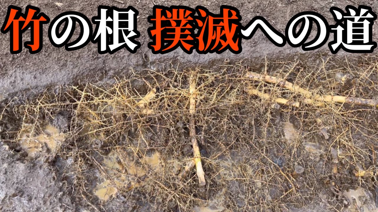 竹の根撲滅への道　再生竹がヤバい