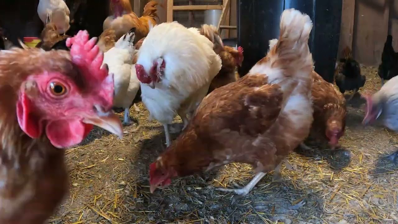 Grub Terra-Chicken Review&mdash;Love or Flop? #backyardflock #chickens  #chickenkeeping