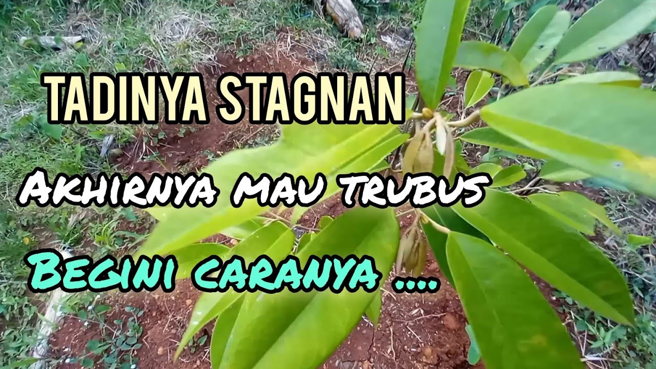Bibit durian yang rewel stagnan tidak mau trubus begini cara mudah mengatasinya
