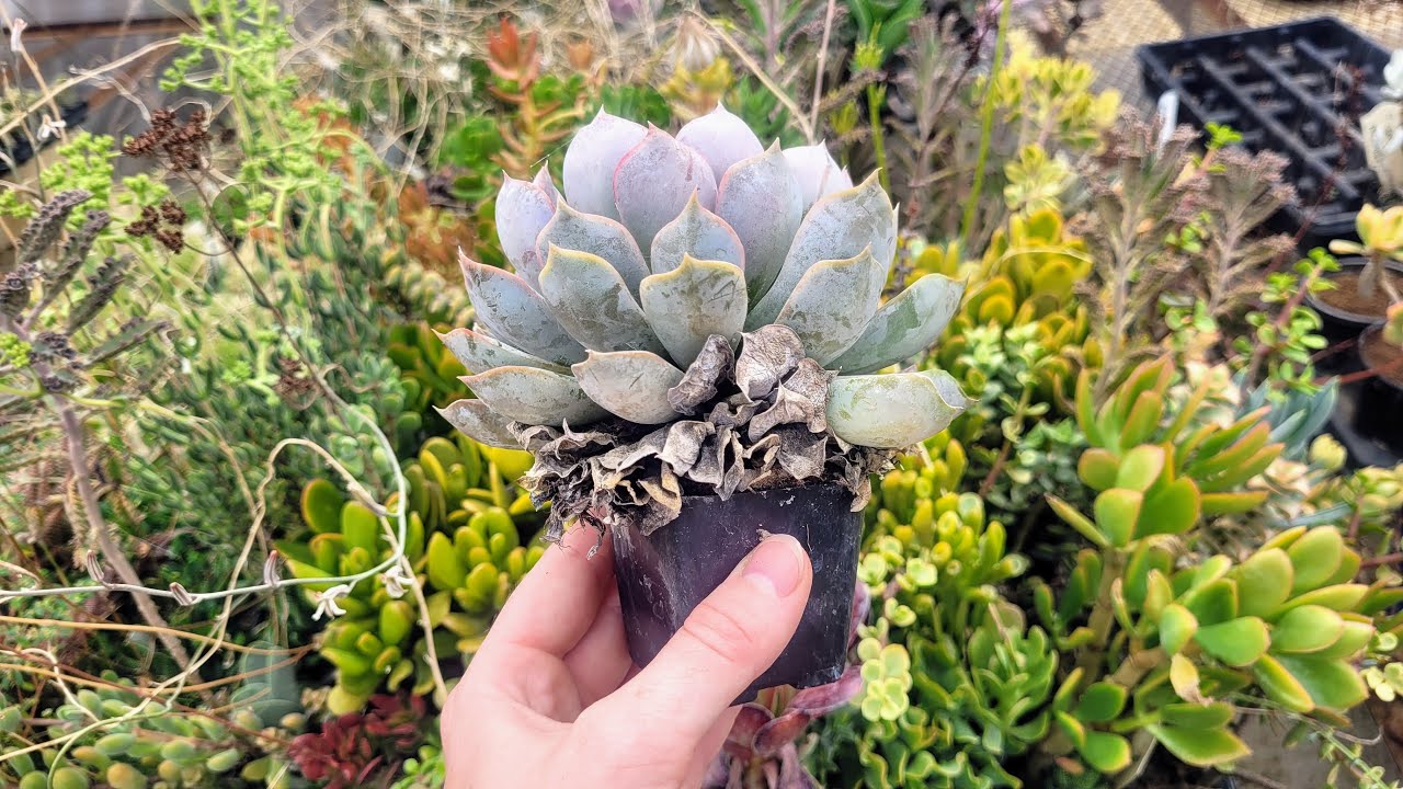 How to Repot Succulents - MCG in the Greenhouse