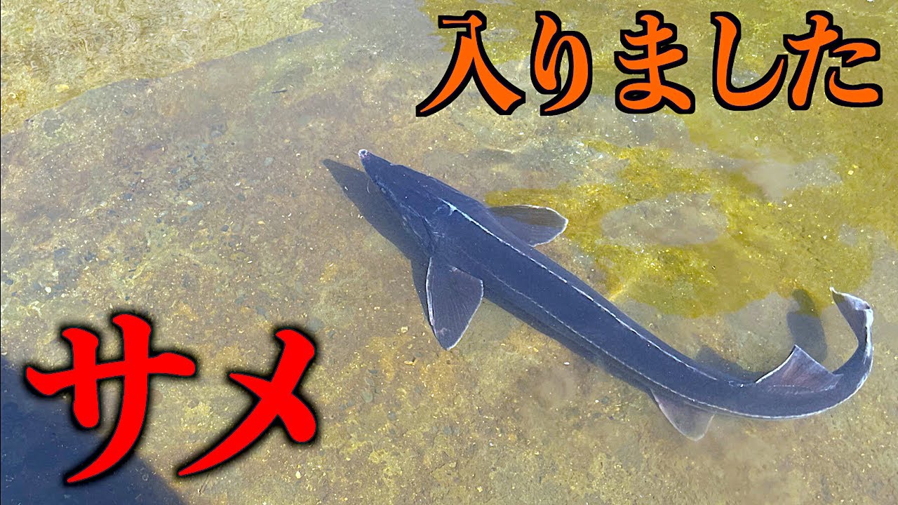 【山復興＃114】山の池に淡水のサメを入れてみたら・・・！？