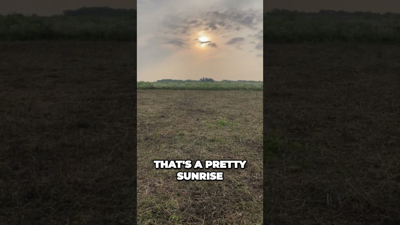 Incredible Cow Grazing Technique Rejuvenates Land for Quicker Regrowth