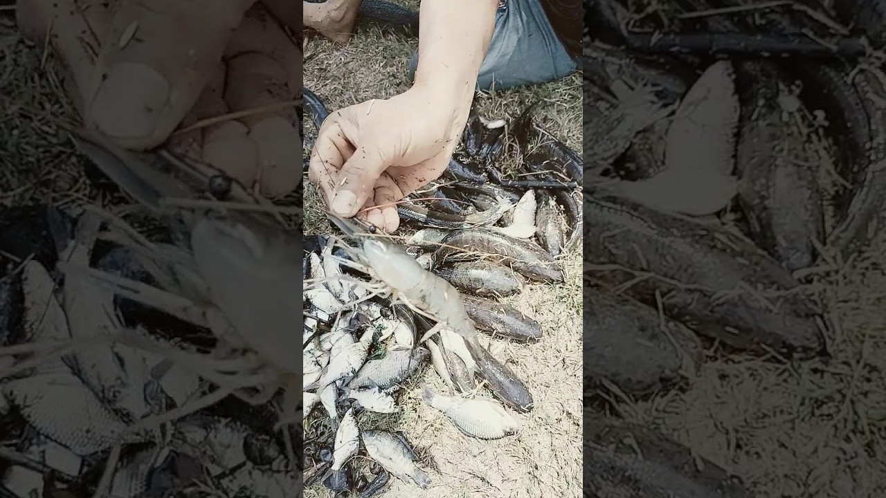 #pertualangan #ikan  udang galah