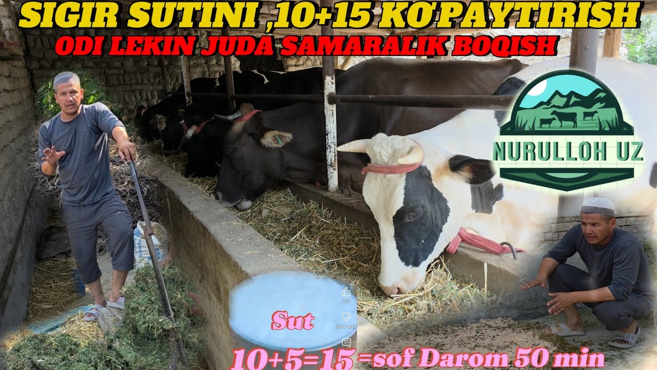 SIGIR SUTINI 10+15 GA KO'PAYTIRISH ODI LEKIN SAMRALI BOQISH SOF DAROM 50.MING