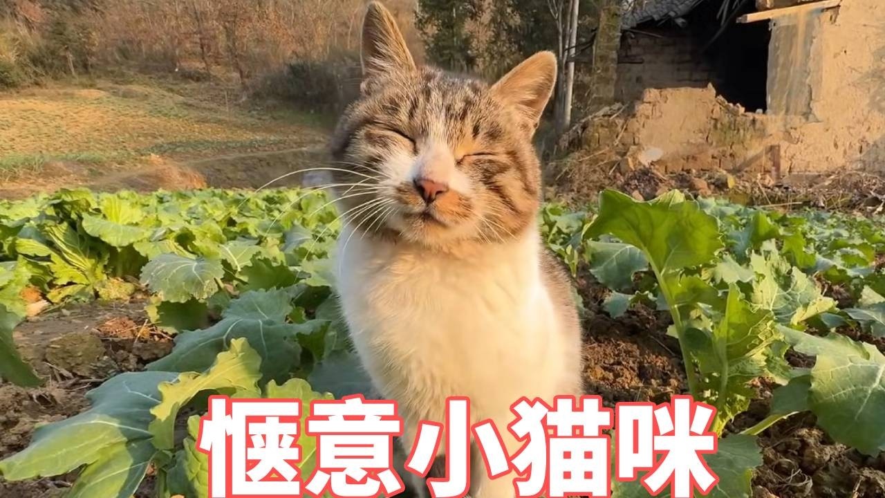 菜地里长出一只猫，闭着眼晒太阳，比我还会享受生活。我也想当猫咪了！【蒙面鸟哥】